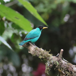 Green Honeycreeper